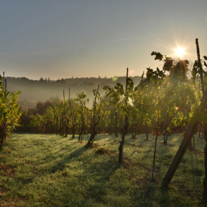 Countryside close to our atelier